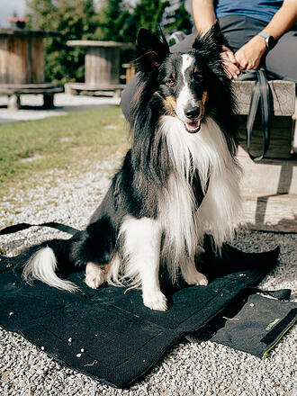 MAMO PET SPORTS | Base Active pour Chien