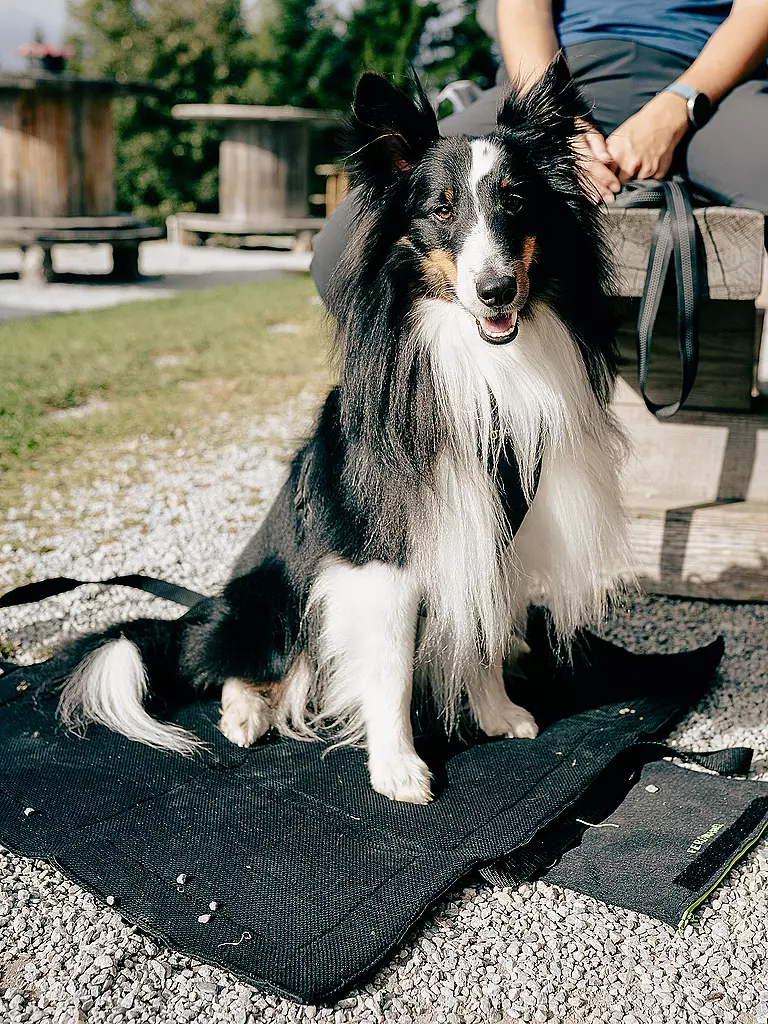 MAMO PET SPORTS | Base Active pour Chien | Noir